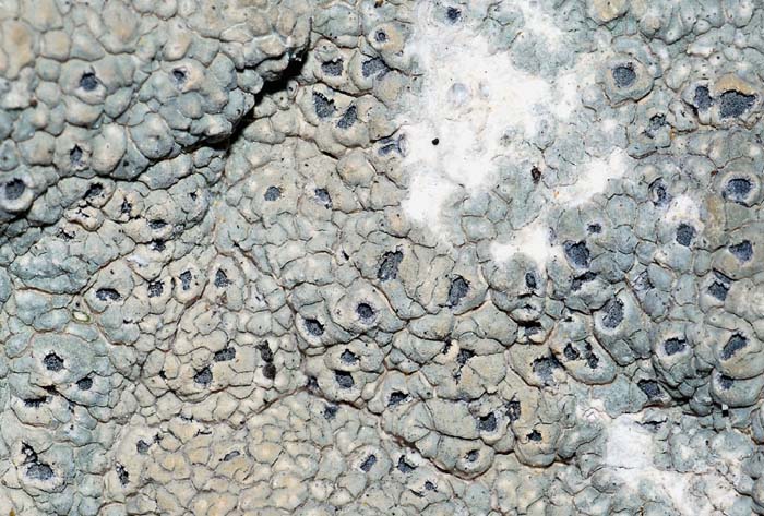 Licheni su  ofiolite da det.